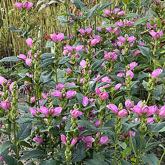 Chelone obliqua