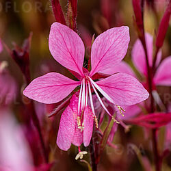 Siskiyou Pink