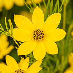 Coreopsis verticillata