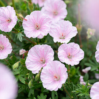 Geranium sanguineum ssp. striatum