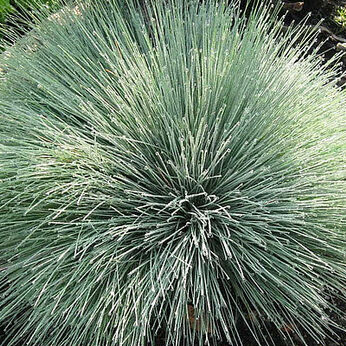Spiky