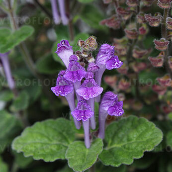 Scutellaria indica var. parvifolia