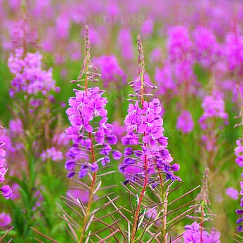 Epilobium angustifolium