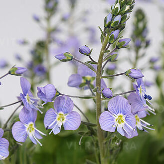 Veronica kemulariae