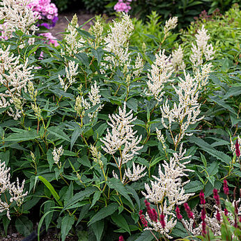 Persicaria polymorpha