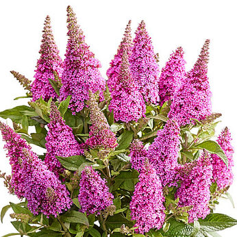 Butterfly Candy® Little Cerise