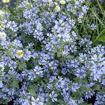 Primley Blue
