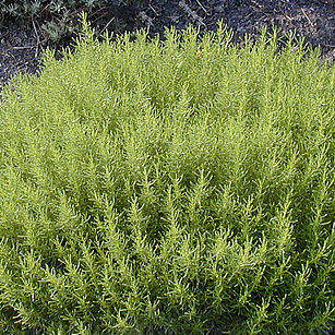 Santolina rosmarinifolia