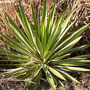 Variegata