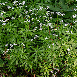 Galium odoratum