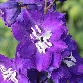 Sentinel Garden Kobalt