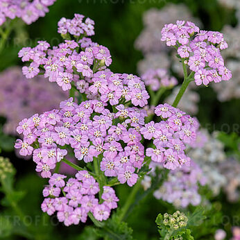 Lilac Beauty