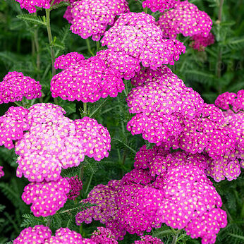 Skysail Bright Pink