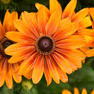 SmileyZ™ Joyfull Imp.