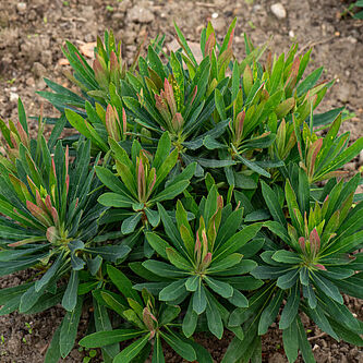 Euphorbia x martinii