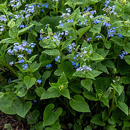 Brunnera macrophylla