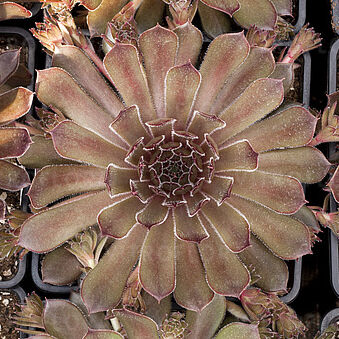 BigSam™ Coral Gray