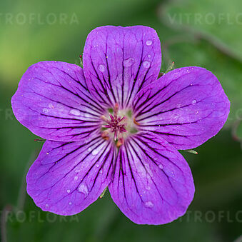 Geranium wlassovianum