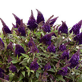 Butterfly Candy Little Blackberry