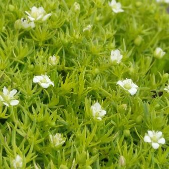 Lime Moss
