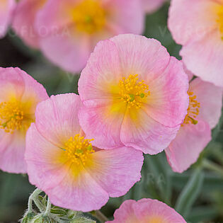 Wisley Pink