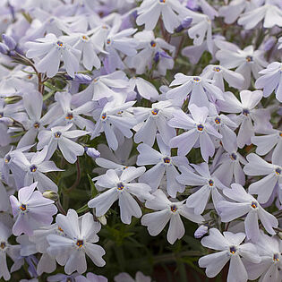 Spring® Lavender