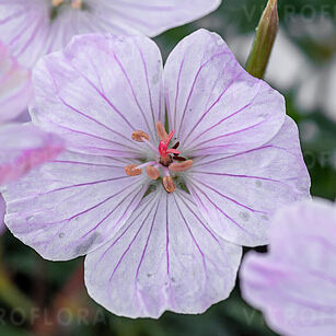 Frivolius Pink