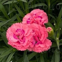Paddock Pink Shades