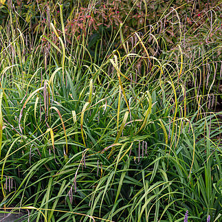 Carex pendula