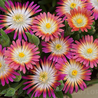 Jewel of Desert Ruby
