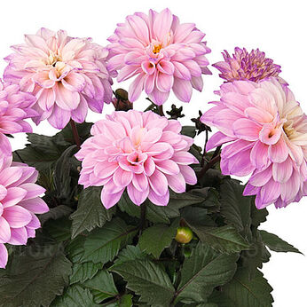 Temptation Pink Bicolor