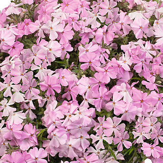 Spring® Soft Pink