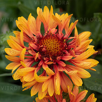 Sunset Orange Ruffles