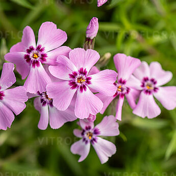 Spring® Lilac