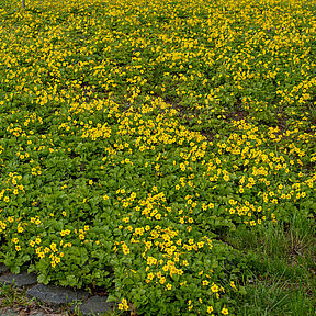 Waldsteinia ternata