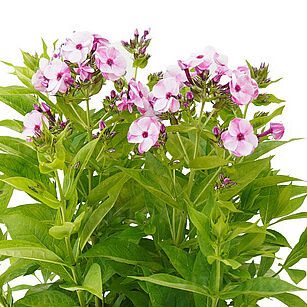 Flame® La Creme Pink