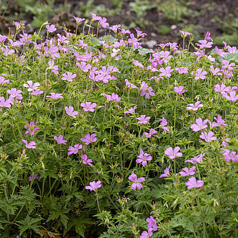 Geranium endressii