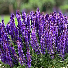 Rianne Purple