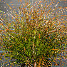 Carex testacea