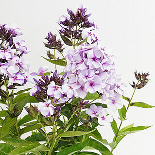 Flame® Heavenly Blue