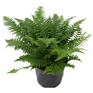 Dryopteris pseudofilix-mas