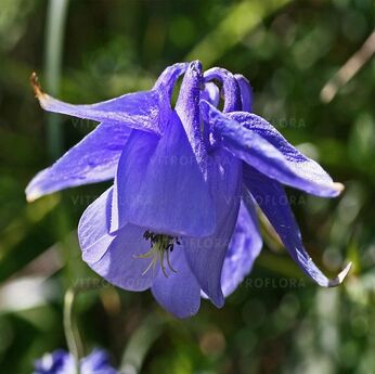 Aquilegia alpina