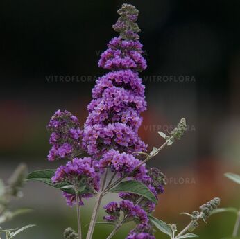 Lavender Cupcake