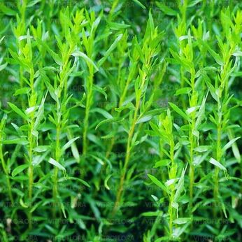 French Tarragon