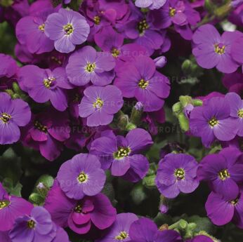 Axcent™ Deep Purple Impr.