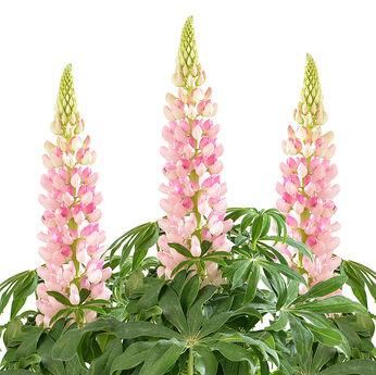 Lupini Pink Shades