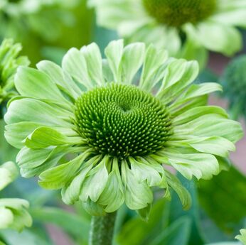 Green Jewel