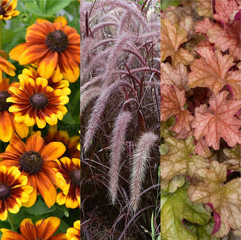 Flora Trio Sunrise