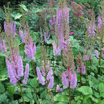 Astilbe chinensis var. pumila