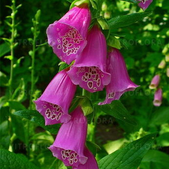 Digitalis purpurea